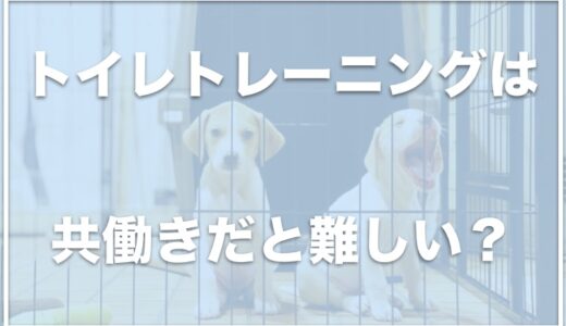 共働きで犬を飼うと後悔する？子犬のトイレトレーニングを共働きでする場合のスケジュールも調査！