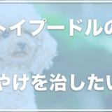 トイプードルの涙やけはトマトで治る！？フードや臭い・サプリも調査！