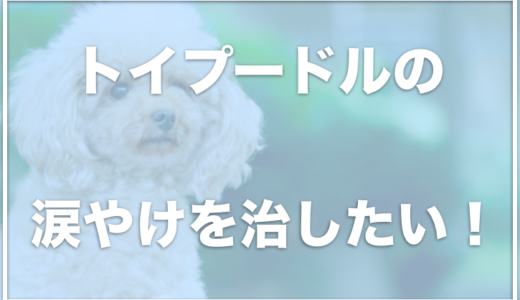 トイプードルの涙やけはトマトで治る！？フードや臭い・サプリも調査！