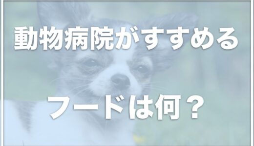 動物病院や獣医がおすすめするドッグフードは何？子犬も食べれるフードをチェック！