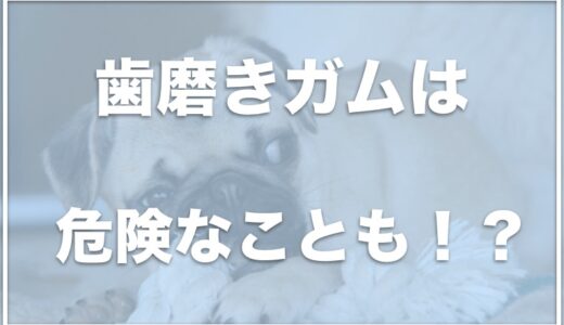 歯磨きガムは犬に危険！？ガムで牛皮は危険で死亡することも？腸閉塞の可能性もあるか調査！