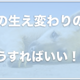 子犬は歯の生え変わりでイライラする！？歯がかゆい時期のおもちゃでおすすめも紹介！