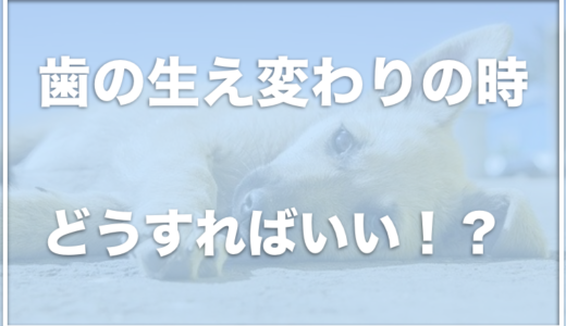 子犬は歯の生え変わりでイライラする！？歯がかゆい時期のおもちゃでおすすめも紹介！