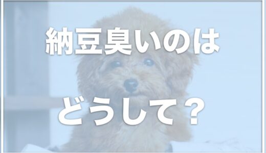 犬が納豆臭い原因は涙やけ？トイプードルが納豆臭い・犬の顔が臭いならこれをチェック！