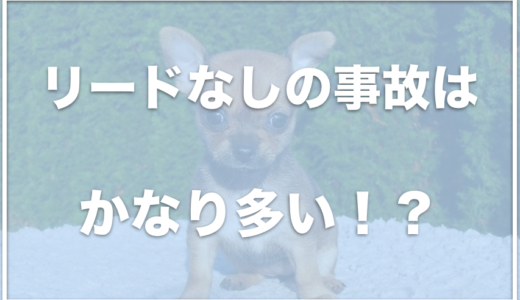 犬がリードなしで事故に！飛び出して事故にあった場合の責任はどうなる？