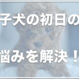 子犬の初日の悩み「うんちしない・お迎え当日の夜に寝ない・トイレしない」の3大お悩みへの対処法を教えます