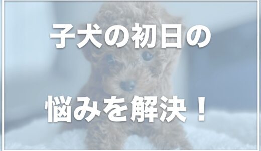 子犬の初日の悩み「うんちしない・お迎え当日の夜に寝ない・トイレしない」の3大お悩みへの対処法を教えます