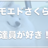 サモエドさくらの飼い主さんはどんな人？配達員が好きなさくらが可愛い！？