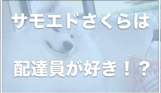 サモエドさくらの飼い主さんはどんな人？配達員が好きなさくらが可愛い！？