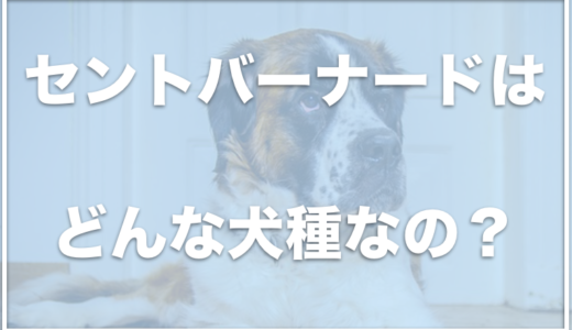 セントバーナードはよだれが凄い！？食費はいくら？初心者には難しいのか子犬や値段も調査！