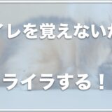 犬がトイレを覚えないからイライラする！粗相ばかりで育犬(いくけん)ノイローゼになりそうならコレをチェック！