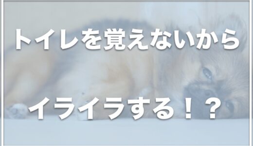 犬がトイレを覚えないからイライラする！粗相ばかりで育犬(いくけん)ノイローゼになりそうならコレをチェック！