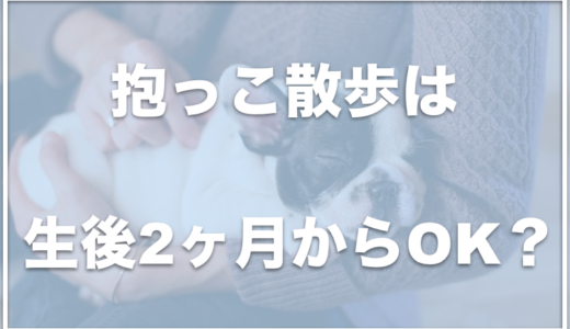 子犬は2ヶ月になったら抱っこ散歩していい？抱っこ散歩のやり方をチェック！