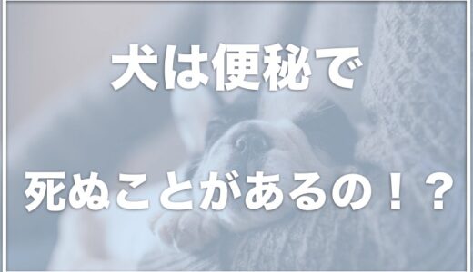 犬のうんちを促すのに綿棒はダメ？犬は便秘で死ぬ？ぐったり・震えている場合は要注意！マッサージのやり方も紹介