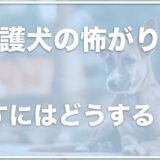 保護犬の怖がりを治す方法は何！？慣れるまでの期間は？なつかない悩みを抱えているならチェック！