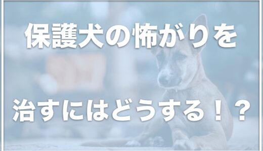 保護犬の怖がりを治す方法は何！？慣れるまでの期間は？なつかない悩みを抱えているならチェック！