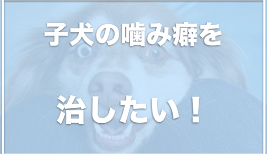 子犬の噛み癖は4ヶ月からが勝負！手を噛むのをやめさせるのにひっくり返すのはNGって知ってた？