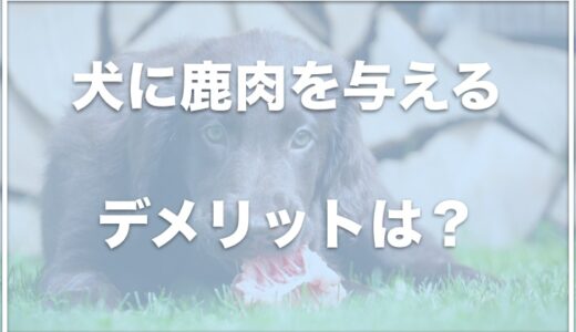 犬に鹿肉を与えるデメリットは？下痢になることも？加熱時間やメリット・効果もチェック！