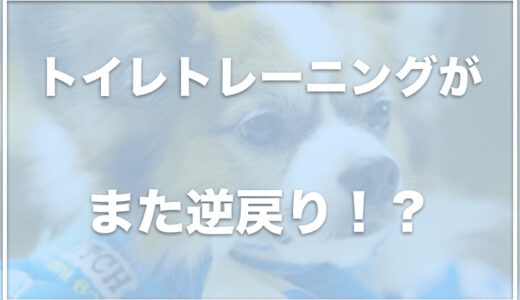 犬のトイレトレーニングがやり直しに！逆戻り・うまくいかない場合はこれをチェック！