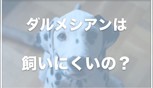 ダルメシアンは飼いにくい！？気持ち悪いと言われる理由は？難聴の子が多いのか調査！