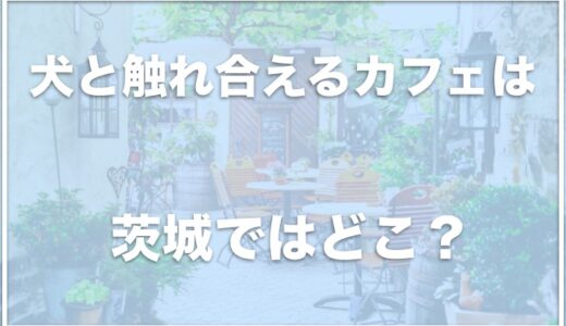 犬と触れ合えるカフェは茨城ではココ！保護犬カフェや看板犬のいるカフェを調査！