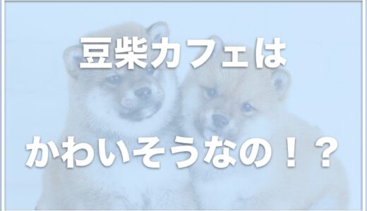 豆柴カフェはかわいそう！？引き取りを行う場合も？噛まれた場合は自己責任か調査！