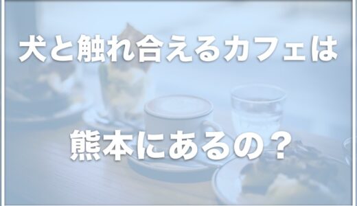 犬と触れ合えるカフェは熊本ではココ！豆柴・柴犬カフェが熊本にあるのか調査！