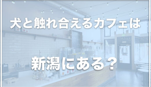 犬と触れ合えるカフェは新潟ではココ！柴犬のいる宿も調査！