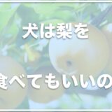 犬は梨を食べれる？アレルギーで吐く子も？梨の皮を食べても大丈夫なのかも調査！