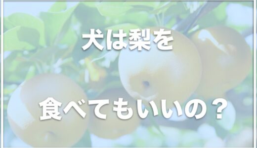 犬は梨を食べれる？アレルギーで吐く子も？梨の皮を食べても大丈夫なのかも調査！