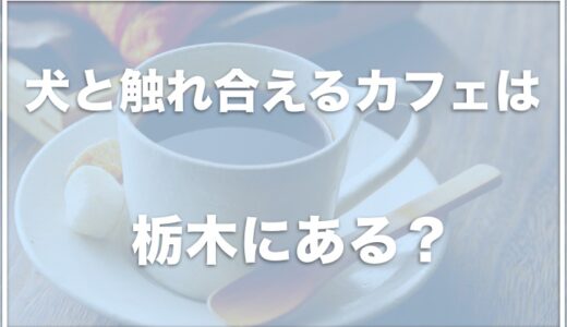 犬と触れ合えるカフェは栃木・宇都宮にある？動物と触れ合える栃木の施設も調査！