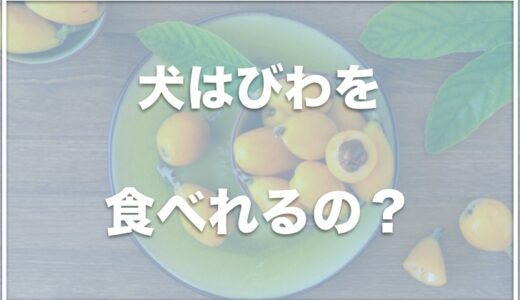 犬はびわを食べれる・食べていい？びわの種を食べたはNG!?アレルギーがあるかも調査！