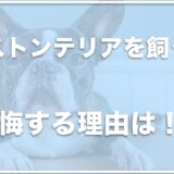 ボストンテリアを飼って後悔する理由は飼いにくいから？体重推移や寿命も調査！