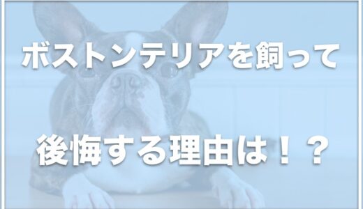 ボストンテリアを飼って後悔する理由は飼いにくいから？体重推移や寿命も調査！