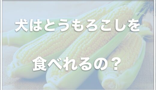 犬はとうもろこしを消化しない？芯も食べれる？食べたのに元気＆アレルギーは大丈夫かまでトウモロコシを徹底解説！