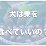 犬は栗を食べていい・食べられる？中毒症状は？甘栗むいちゃいましたを食べていいのかも調査！