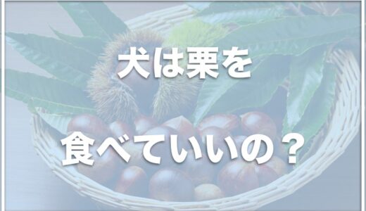 犬は栗を食べていい・食べられる？中毒症状は？甘栗むいちゃいましたを食べていいのかも調査！