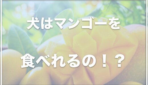 犬はマンゴーを食べれる？冷凍したものを食べていい？アレルギーがあるかも調査！