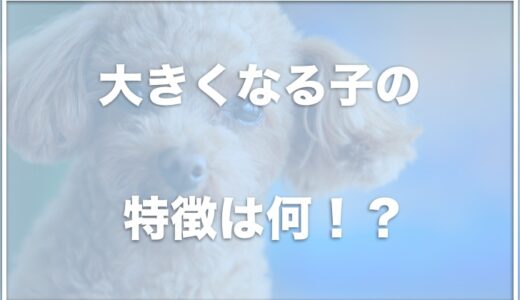 トイプードルの大きくなる子の特徴は？小さい子の特徴や体重表を調査！