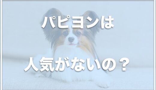 パピヨンを飼うんじゃなかったと後悔！？人気ない理由は飼いにくいから？性格が悪いから可愛くないという人も？