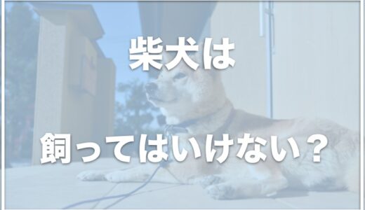 柴犬は手に負えないから飼って後悔する？穏やかに育てる方法は？噛み癖が治った方法も紹介！