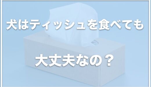 犬がティッシュを食べた！一枚や二枚なら大丈夫？腸閉塞になることもあるのか調査！