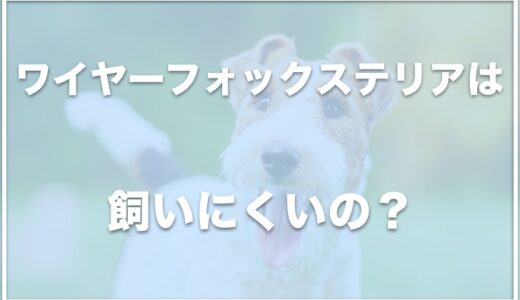 ワイヤーフォックステリアは飼いにくい？臭いが独特？抜け毛の量や値段についたも調査！