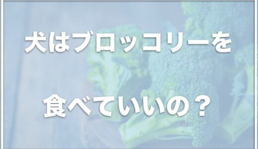 犬はブロッコリーを腎臓病の場合も食べれる・食べていい？茎は食べて大丈夫か調査！