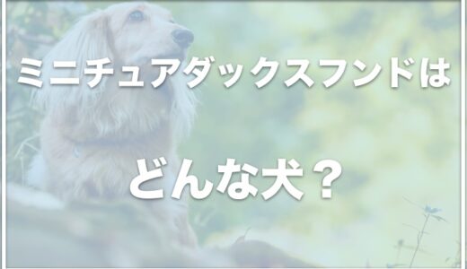 ミニチュアダックスフンドの寿命は老衰で何年？初めて飼うのは向いてる？性格が悪いか調査！