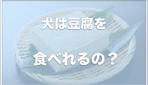 犬は豆腐を生で食べれる・食べていい？腎臓が悪い犬も食べていいか調査！