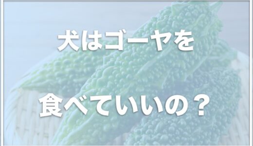 犬はゴーヤを食べれる・食べていい？癌予防に良いって本当か調査！