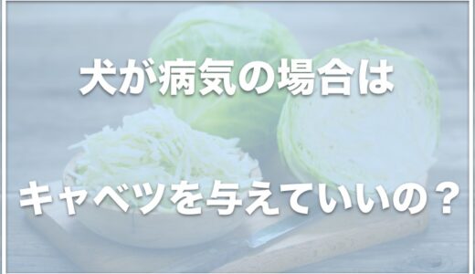 犬が腎臓病・胆泥症の場合キャベツは食べていい？生より茹でる方がいいか調査！