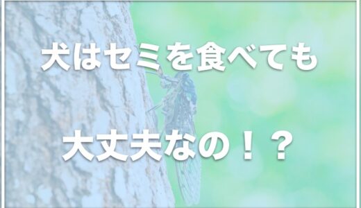 犬はセミを食べると病気になる？寄生虫の心配があるかも調査！