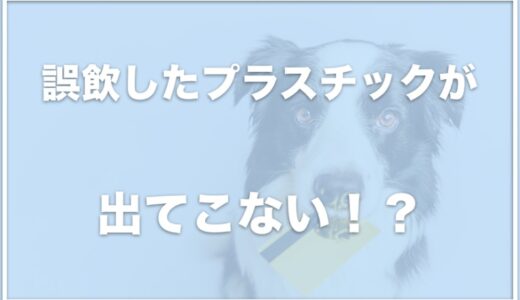 犬が誤飲したプラスチックは胃酸で溶ける？症状が出るまでの時間を調査！